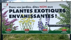 La bataille contre les plantes exotiques envahissantes est relancée en Valais